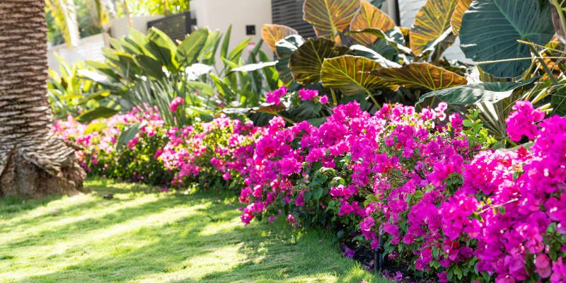 Planting Plan in Cape Coral, Florida